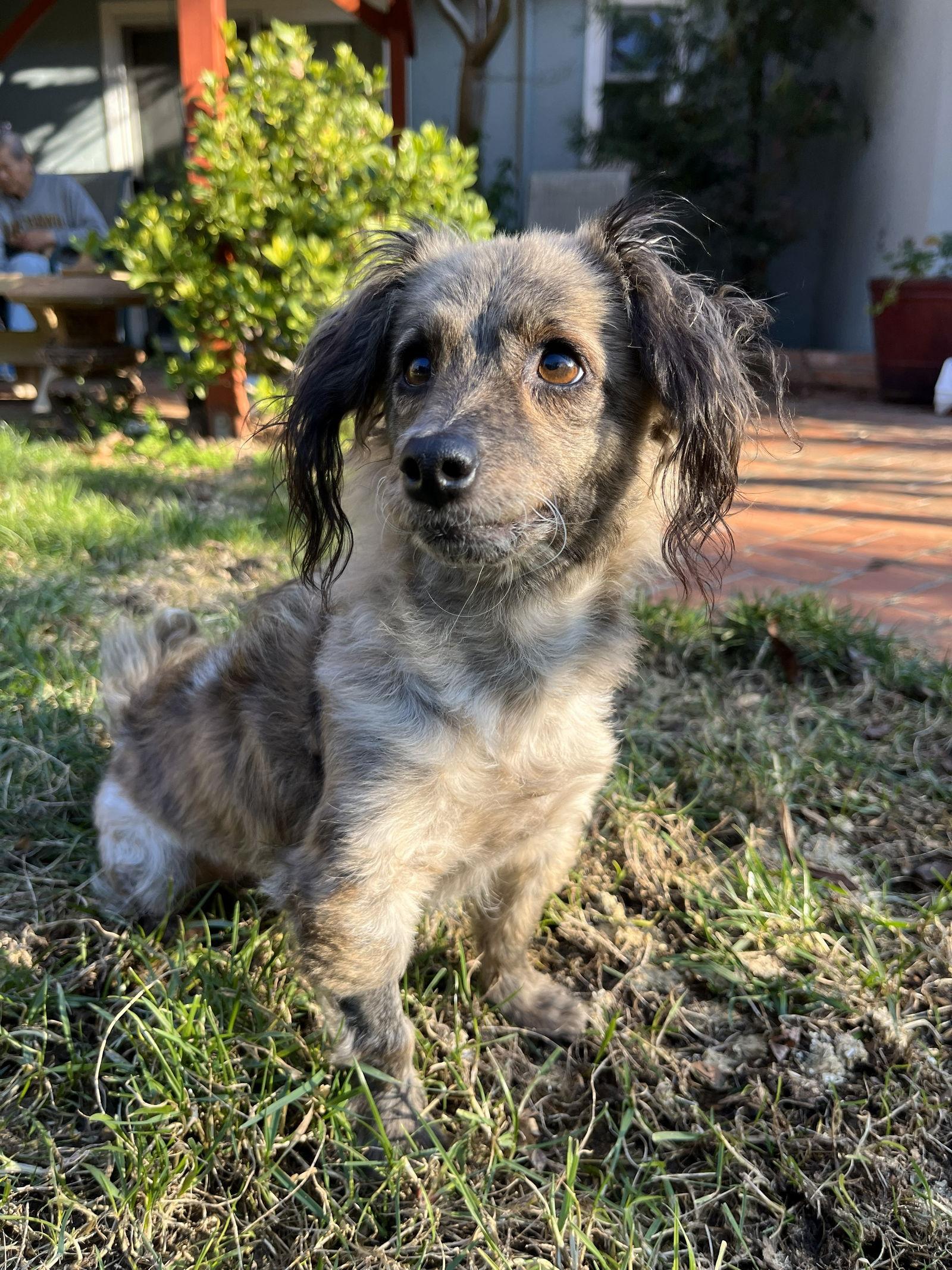 Enlarge Birdie and Minnie BONDED PAIR BLIND DOGS, a Adoptable mixed breed in San Francisco, CA image 3/3