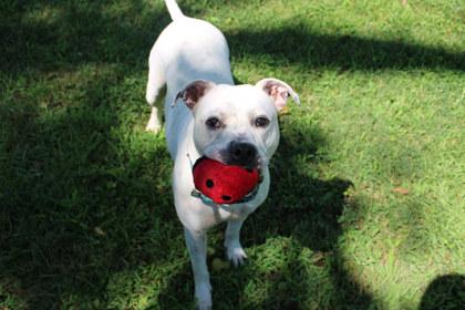 Enlarge Pupper, a Adoptable mixed breed in Kansas City, MO image 1/3