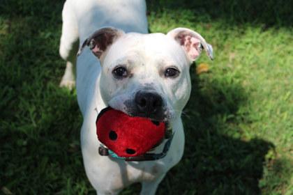 Enlarge Pupper, a Adoptable mixed breed in Kansas City, MO image 2/3