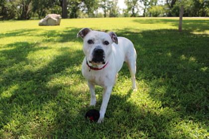 Enlarge Pupper, a Adoptable mixed breed in Kansas City, MO image 3/3