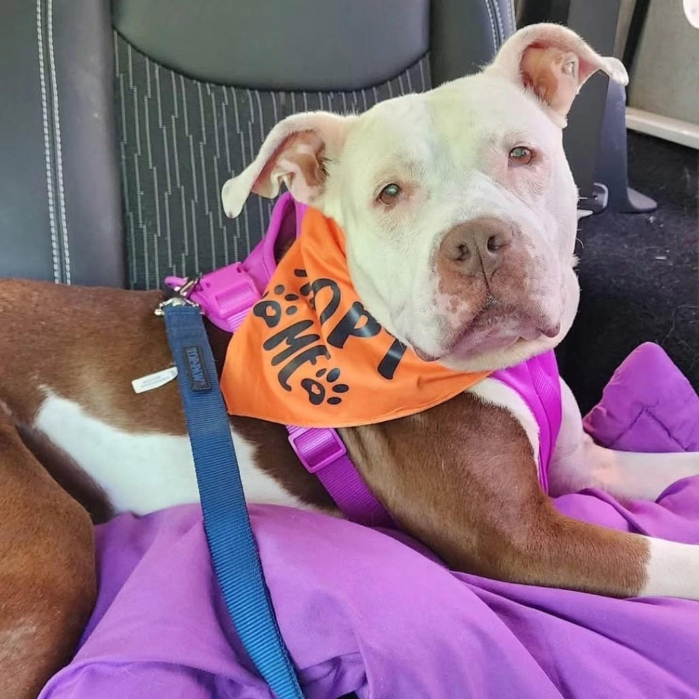 Rosie, a Adoptable Mixed Breed in New Tripoli, PA image 1/6