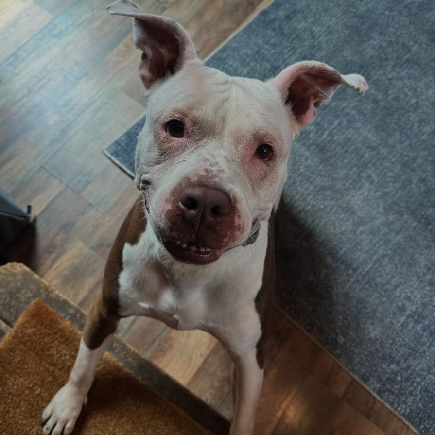 Rosie, a Adoptable Mixed Breed in New Tripoli, PA image 2/6