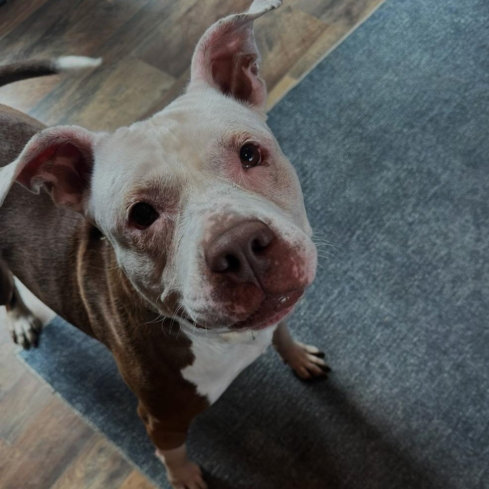 Rosie, a Adoptable Mixed Breed in New Tripoli, PA image 5/6