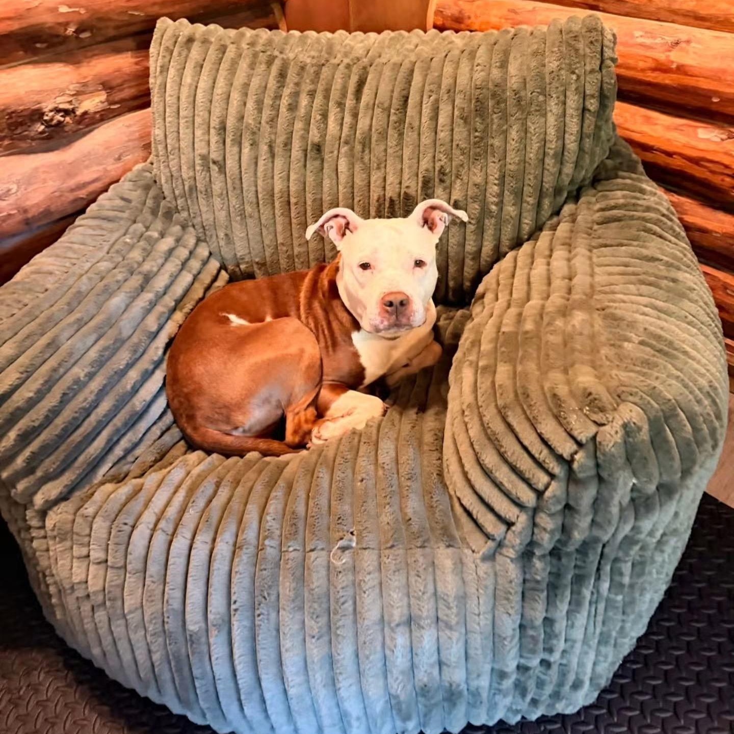 Rosie, a Adoptable Mixed Breed in New Tripoli, PA image 3/6