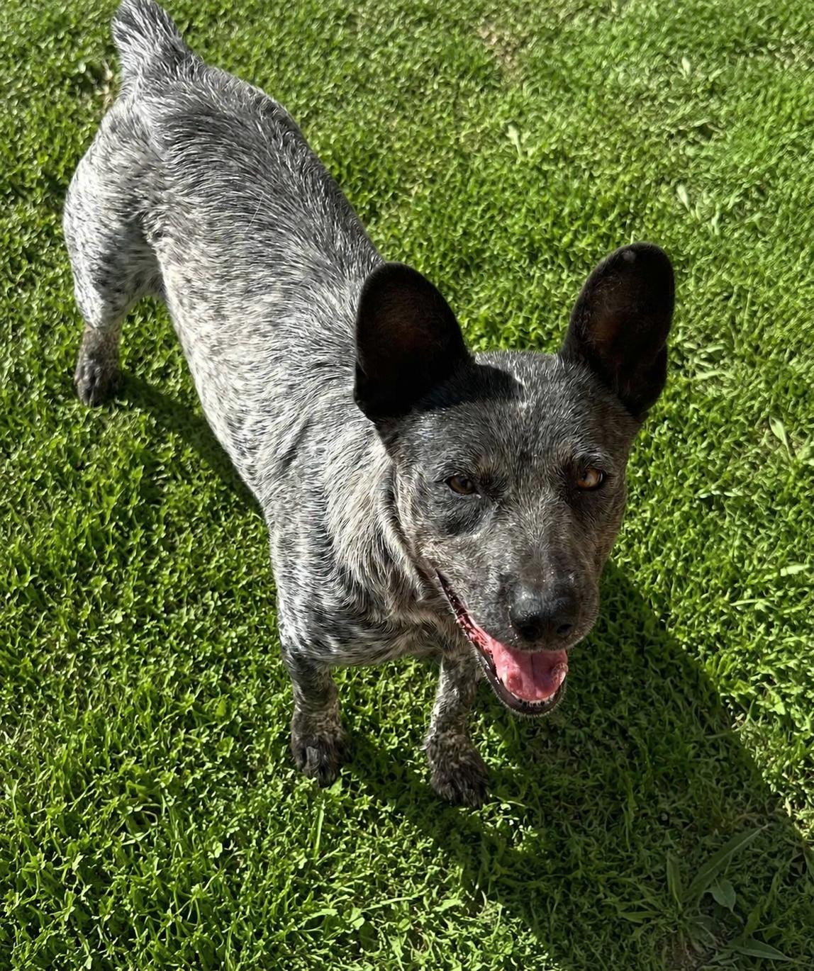 Sammy, ADOPTABLE, Young Female Australian Cattle Dog / Blue Heeler.