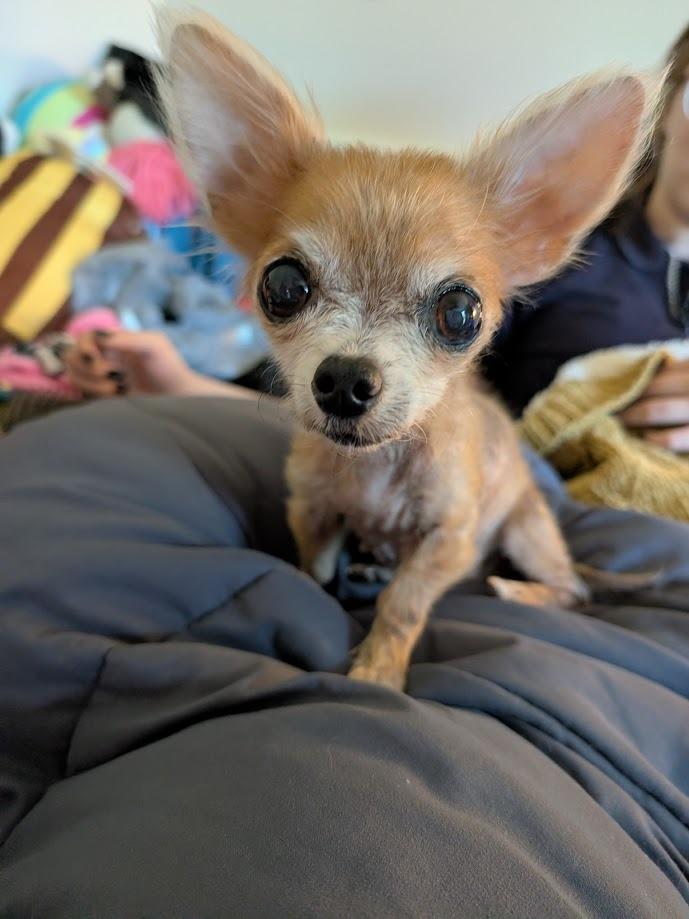 Lottie - adoption pending, a Adoptable mixed breed in Bryan, TX image 2/2