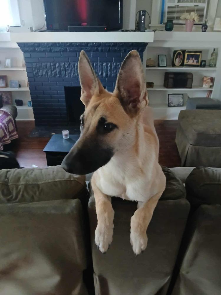 Kingston, Adoptable, Puppy Male Shepherd.