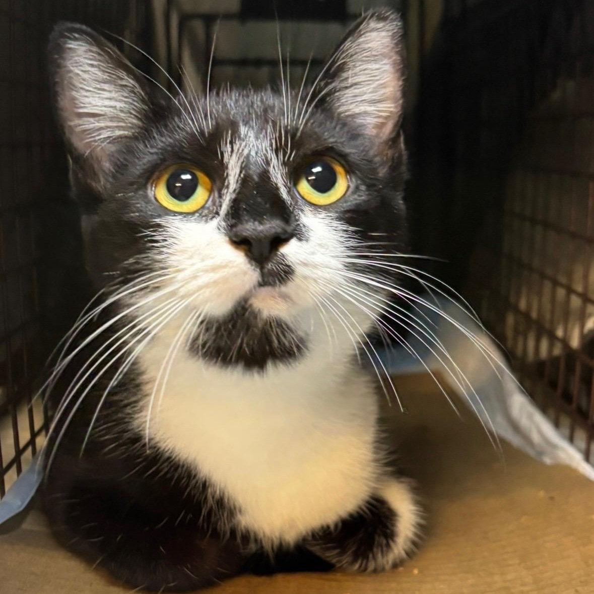Enlarge Gemma, a Adopted Domestic Short Hair in Stanhope, NJ image 1/1