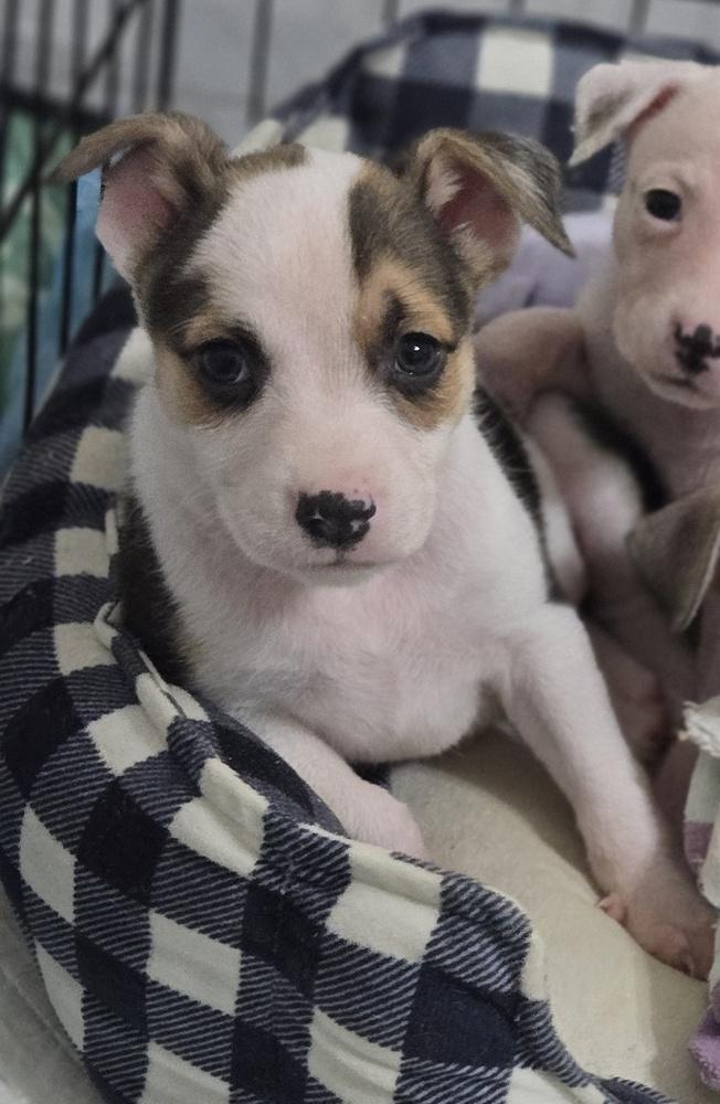 Enlarge Willie, a Adoptable mixed breed in Bend, OR image 2/4