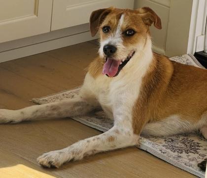 Muenster, Adoptable, Puppy Male Terrier & Mixed Breed.