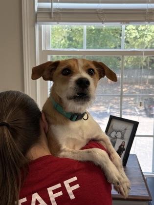 Enlarge Muenster, a Adoptable mixed breed in Lawrenceville, GA image 2/3