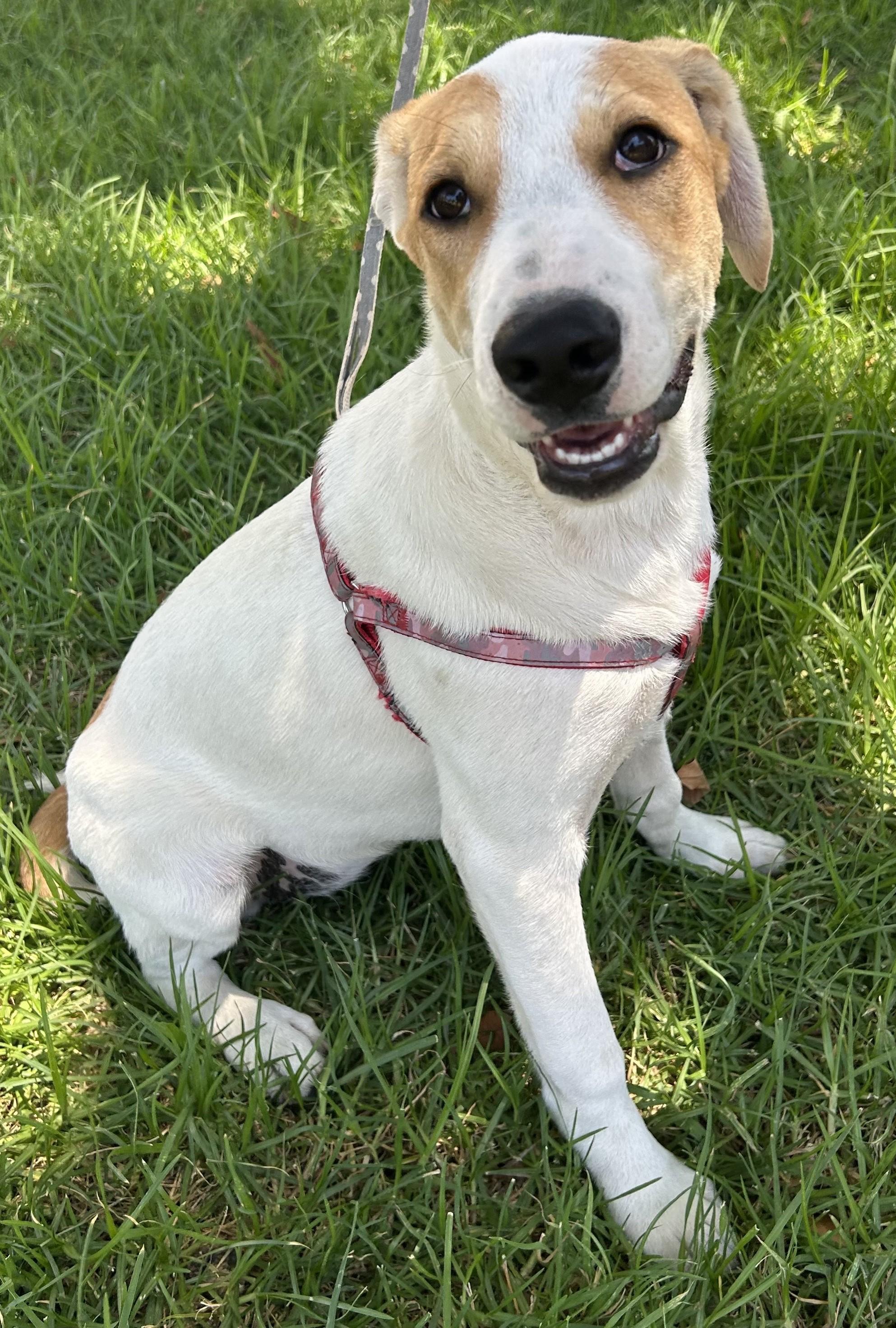 SIMONNE Foxhound Mix  Spayed Female  6 Months  28 Pounds HOUSE-TRAINED PLAY