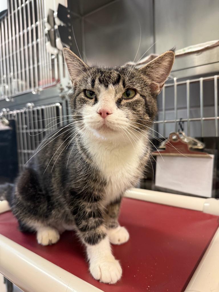 summer, Adopted, Adult Female Domestic Short Hair.