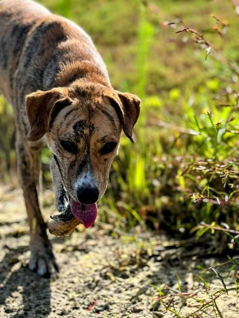 Enlarge SIMBA, a Adoptable mixed breed in Lynn Haven, FL image 2/5
