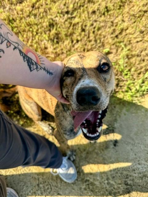 Enlarge SIMBA, a Adoptable mixed breed in Lynn Haven, FL image 3/5