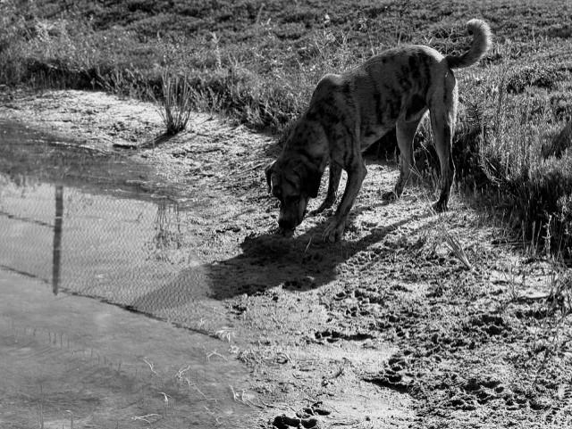 Enlarge SIMBA, a Adoptable mixed breed in Lynn Haven, FL image 4/5