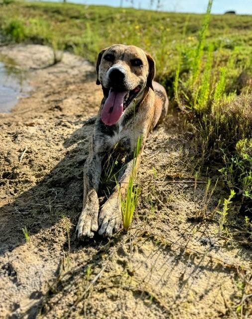 Enlarge SIMBA, a Adoptable mixed breed in Lynn Haven, FL image 1/5