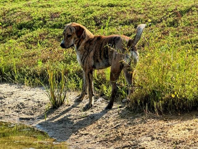 Enlarge SIMBA, a Adoptable mixed breed in Lynn Haven, FL image 5/5