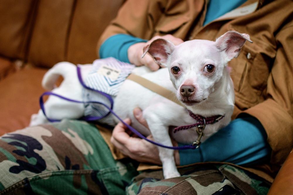 Casper, Adoptable, Adult Male Chihuahua.
