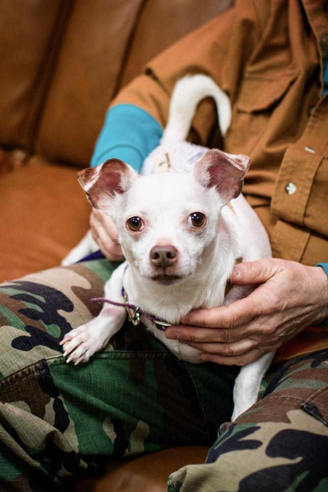 Enlarge Casper, a Adoptable mixed breed in Frankfort, NY image 2/2