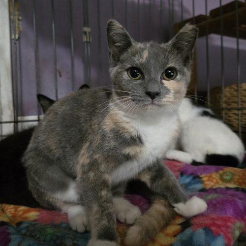 Sigourney, Adoptable, Kitten Female Dilute Calico & Domestic Short Hair.