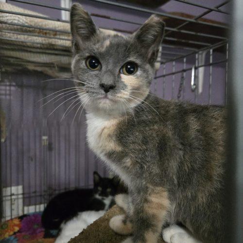 Enlarge Sigourney, a Adoptable mixed breed in Knoxville, TN image 4/4
