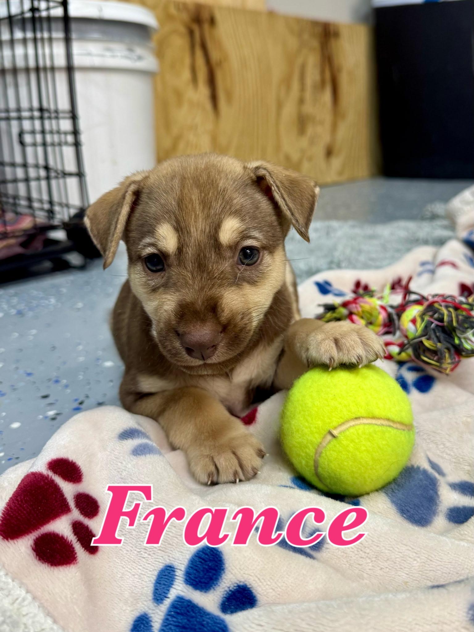 France, adopted, Puppy Female German Shepherd Dog & Mixed Breed.