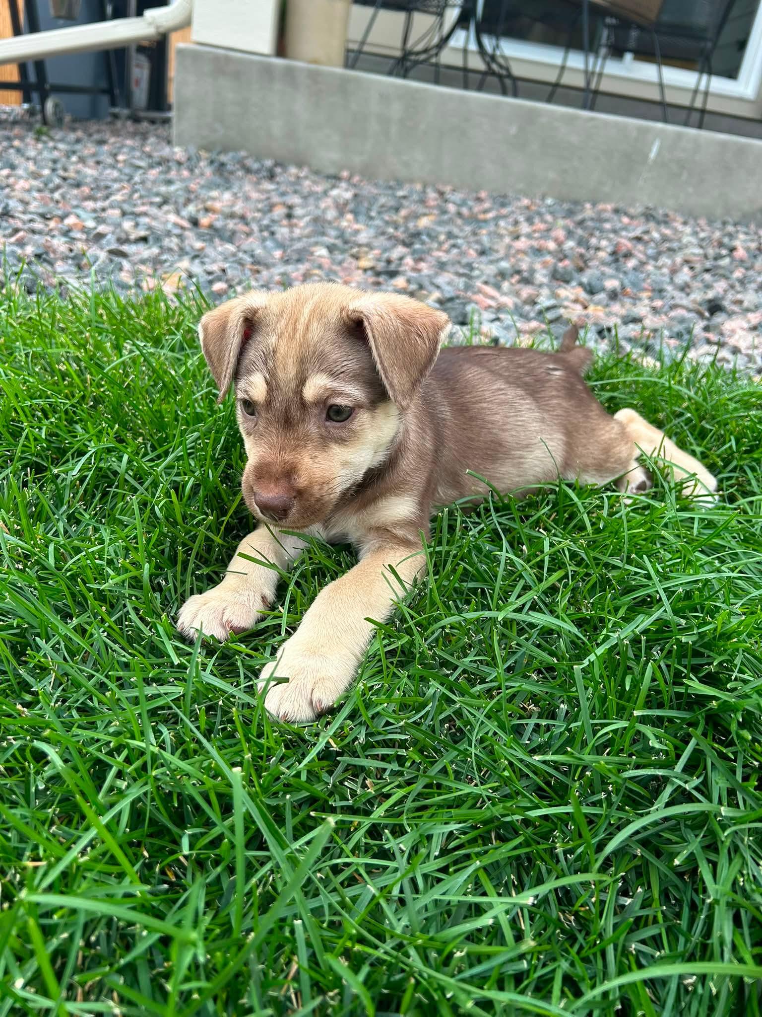 France, an adopted mixed breed in Fort Collins, CO image 2/2