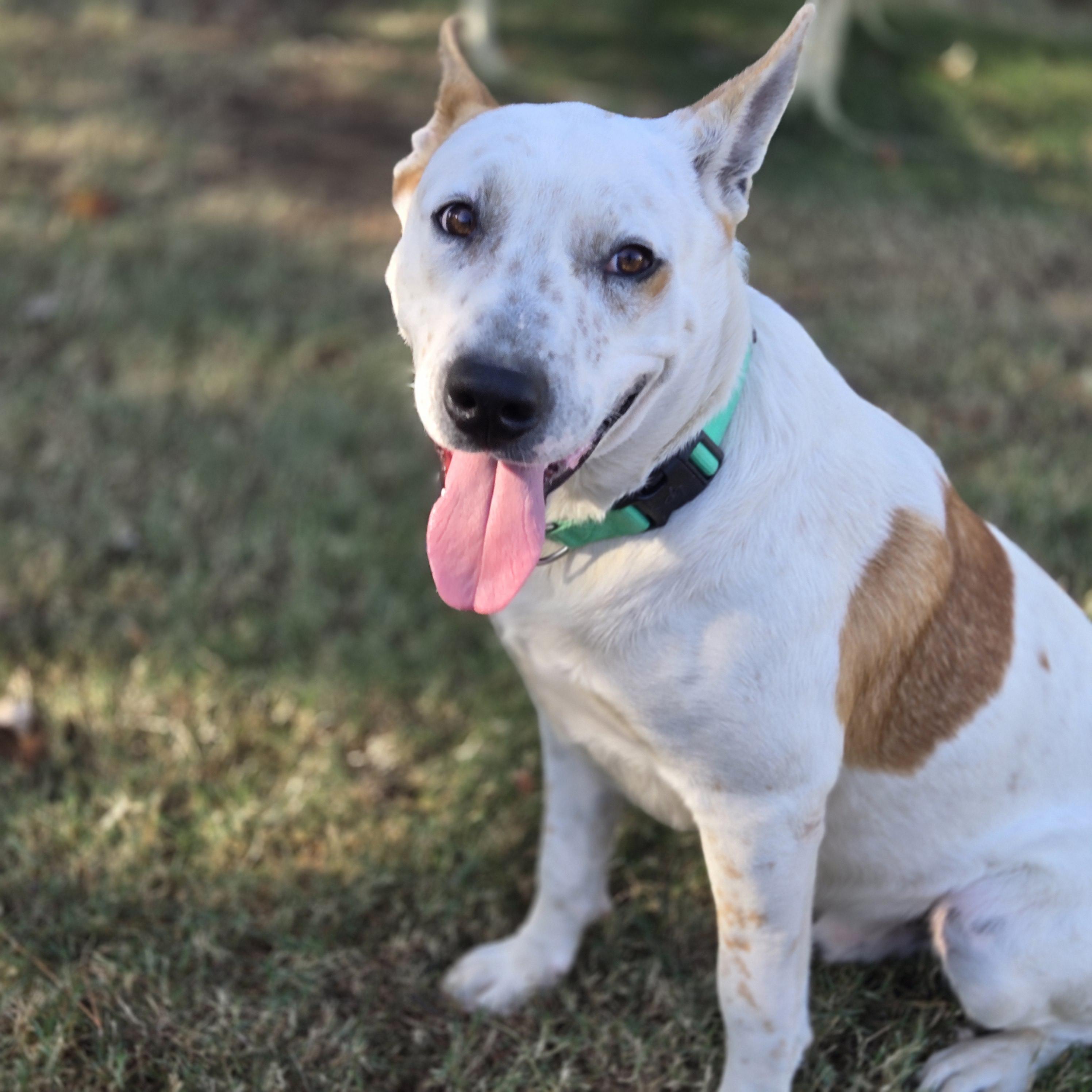 Enlarge Duke, a ADOPTABLE Mixed Breed in Mansfield, TX image 3/3