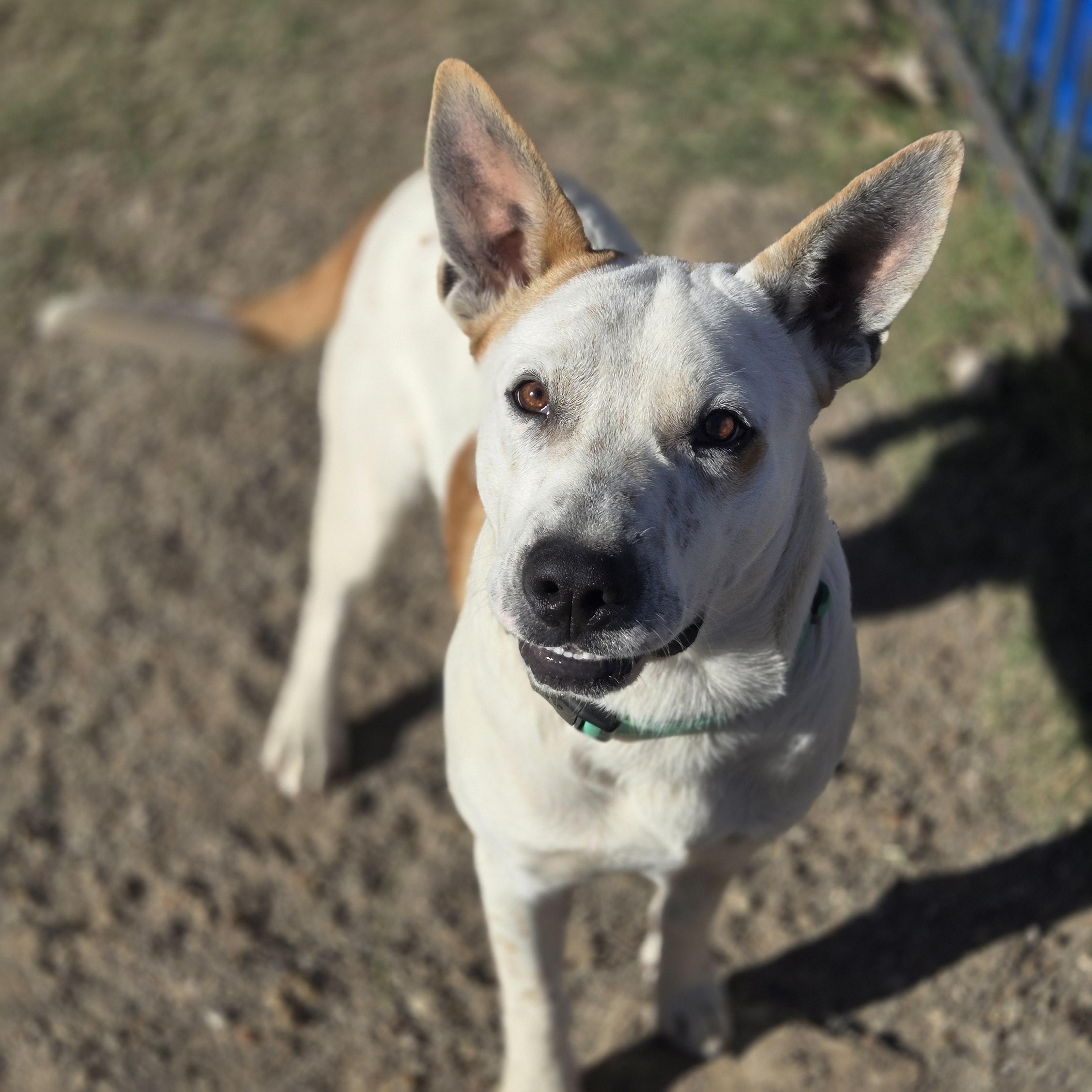 Enlarge Duke, a ADOPTABLE Mixed Breed in Mansfield, TX image 2/3