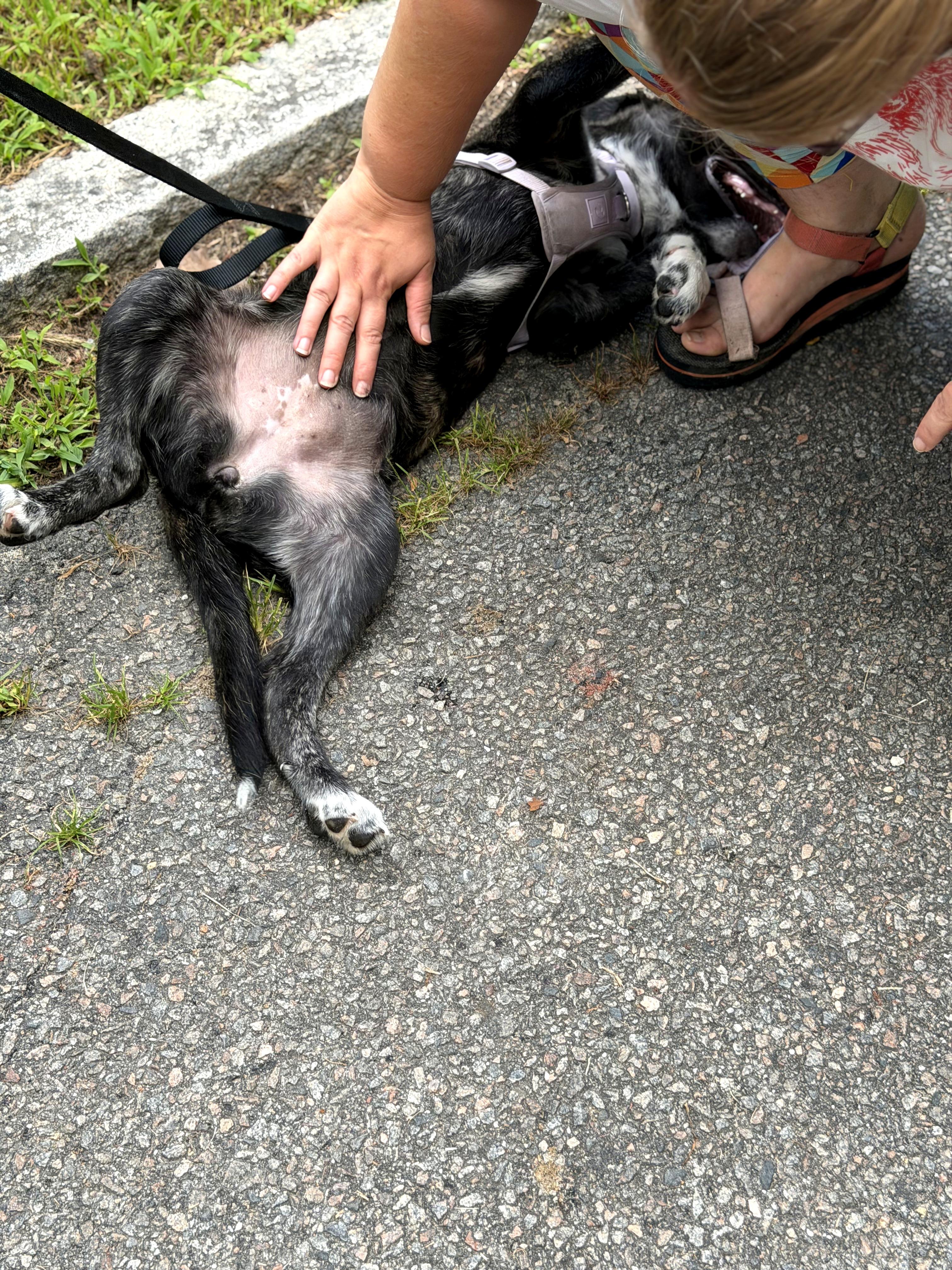 Enlarge Thea, an adopted mixed breed in Petersburg, VA image 4/6