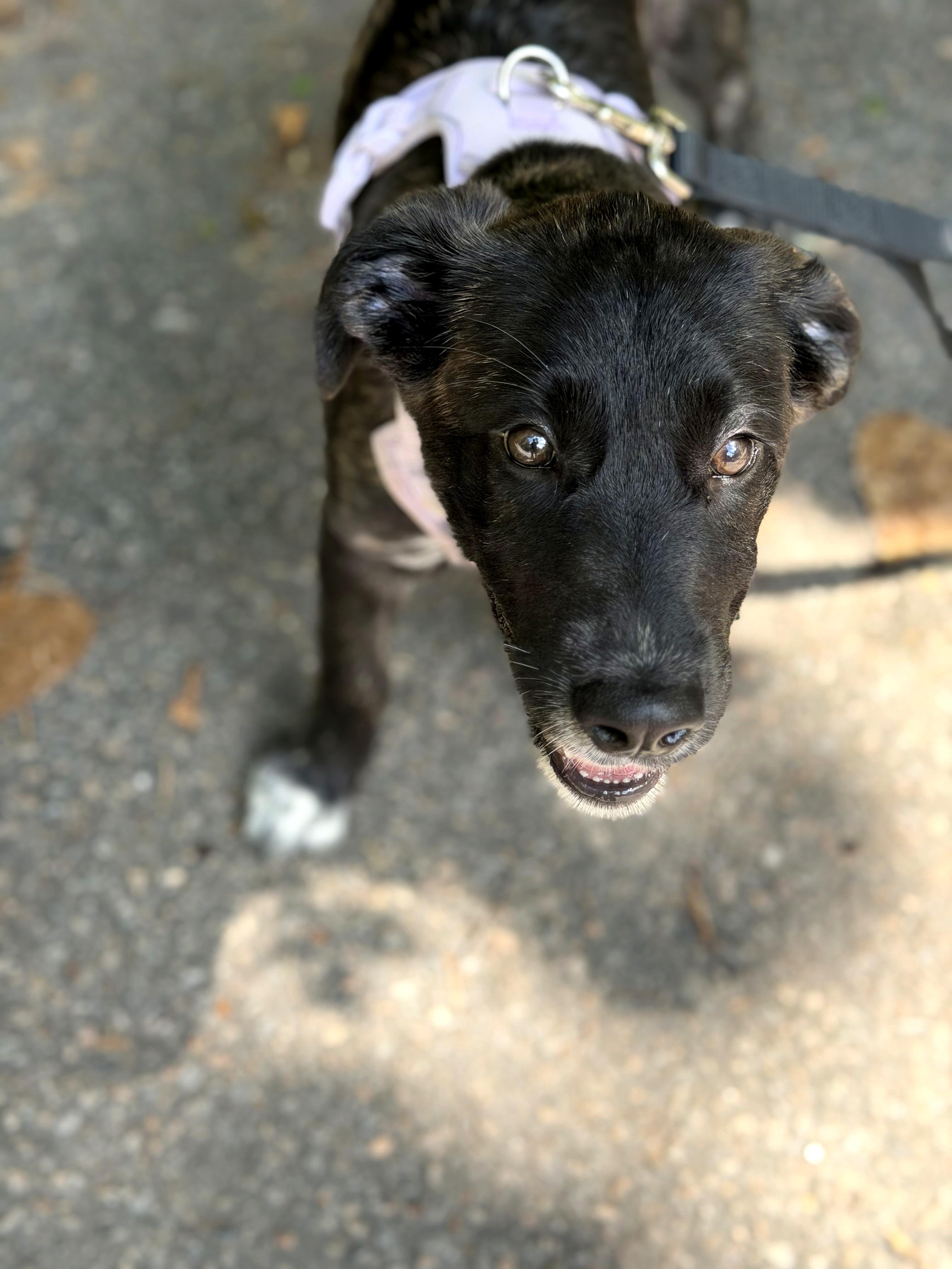 Thea, adopted, Puppy Female Belgian Shepherd / Malinois.