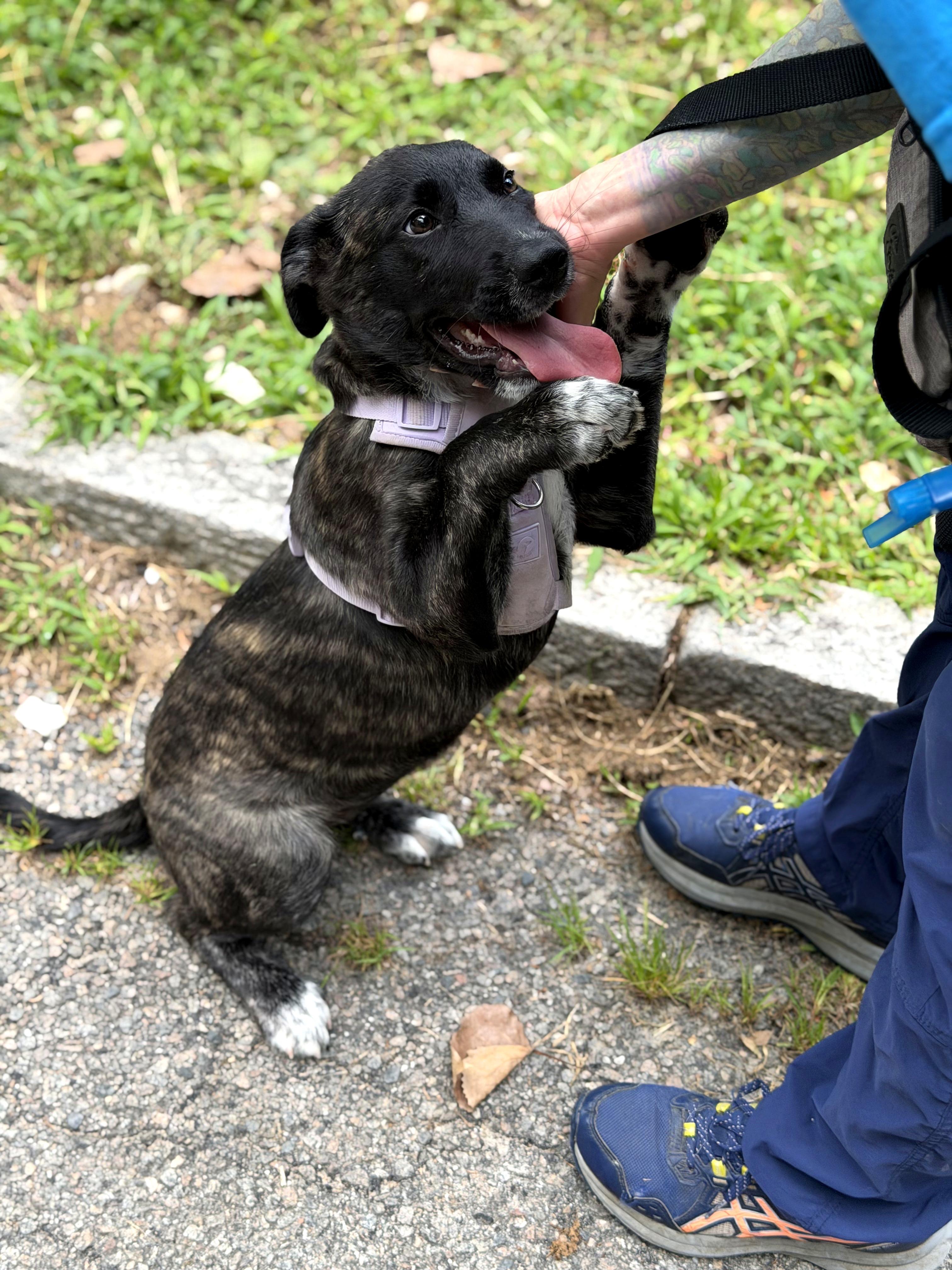 Enlarge Thea, an adopted mixed breed in Petersburg, VA image 3/6