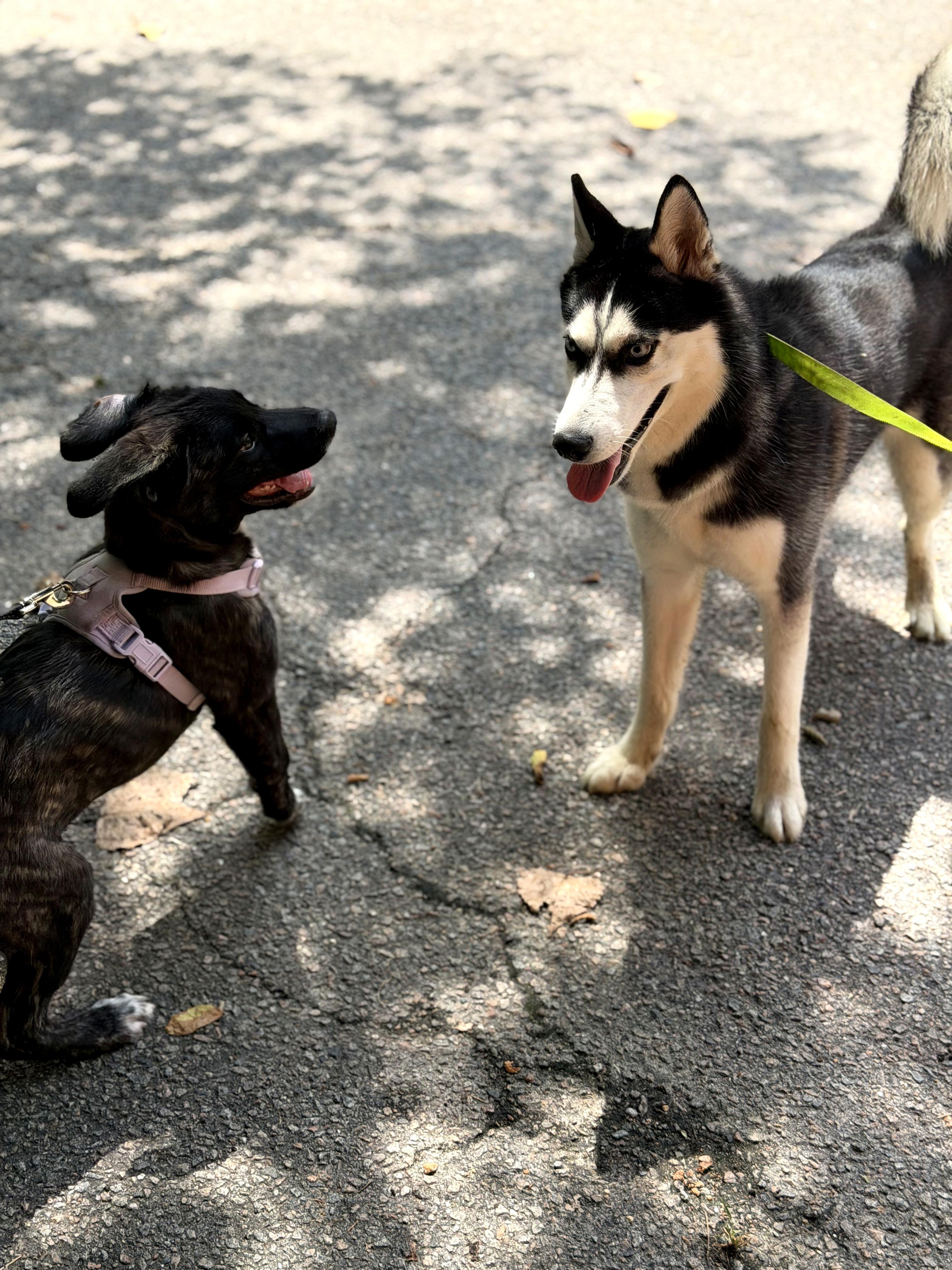Enlarge Thea, an adopted mixed breed in Petersburg, VA image 5/6