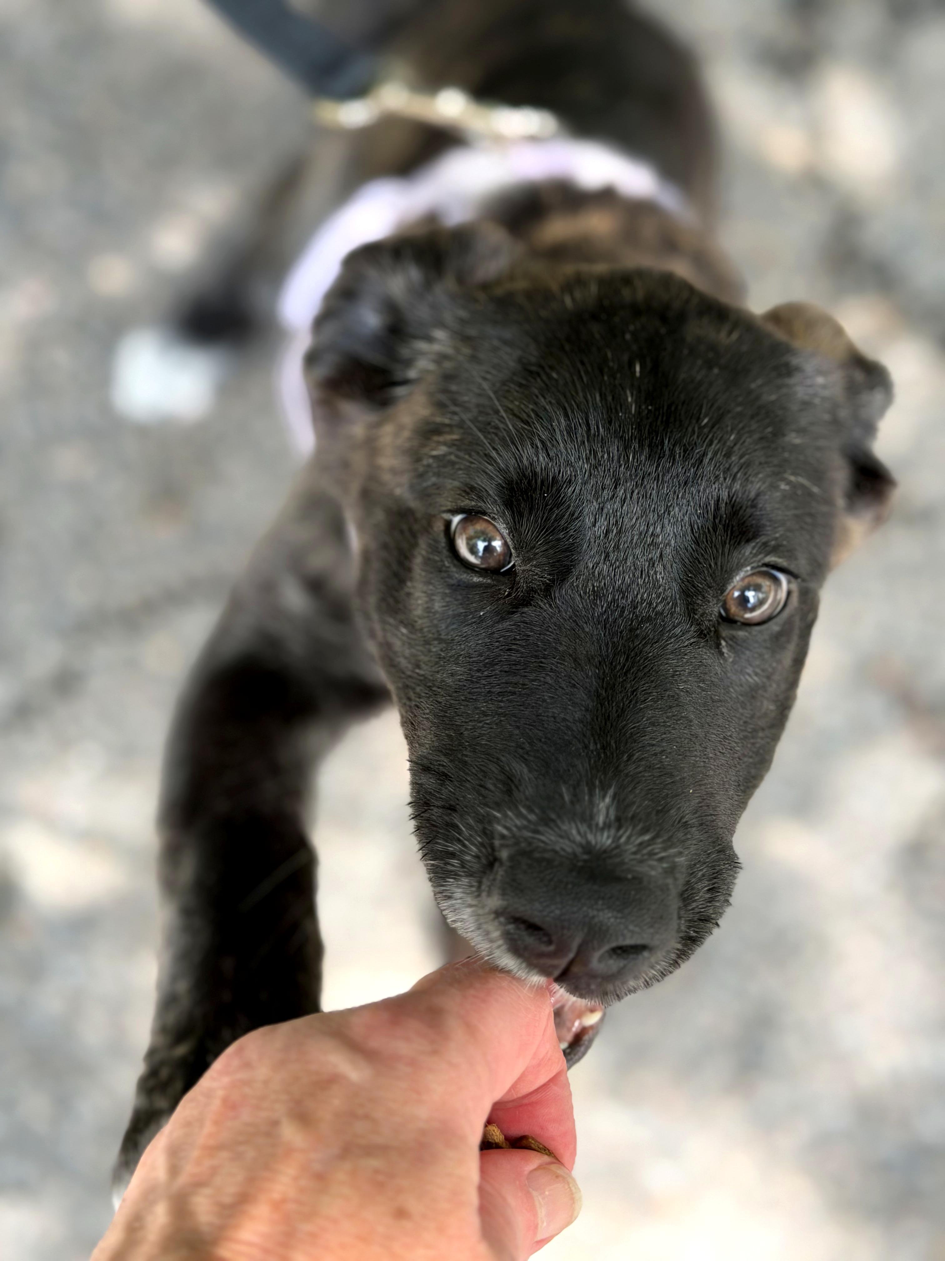 Enlarge Thea, an adopted mixed breed in Petersburg, VA image 2/6