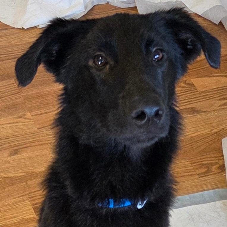 Enlarge Dayton, a Adoptable Mixed Breed in Huntsville, AL image 1/6