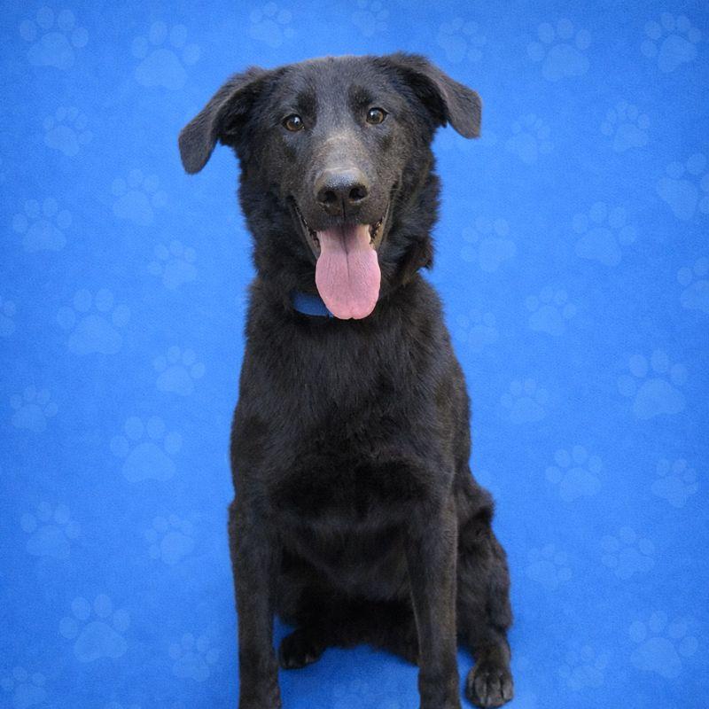 Enlarge Dayton, a Adoptable Mixed Breed in Huntsville, AL image 2/6