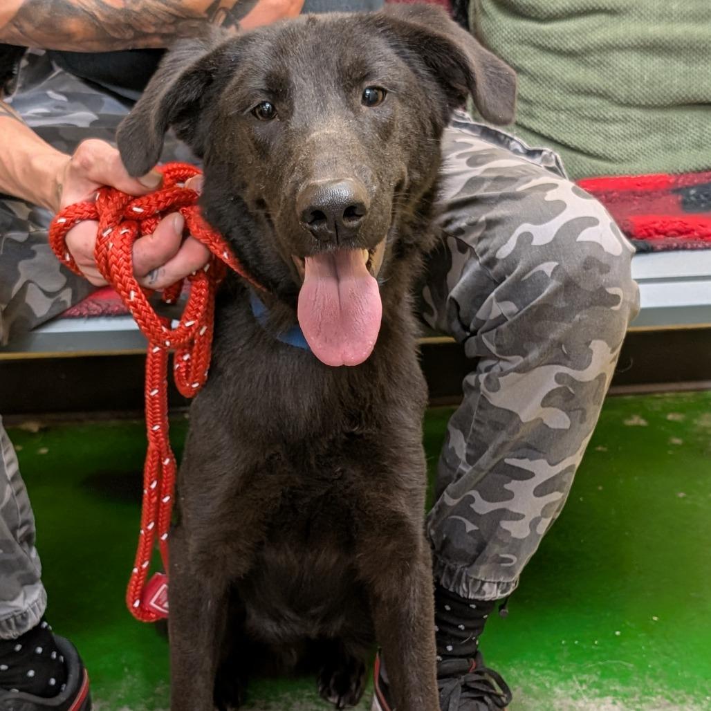 Enlarge Dayton, a Adoptable Mixed Breed in Huntsville, AL image 3/6