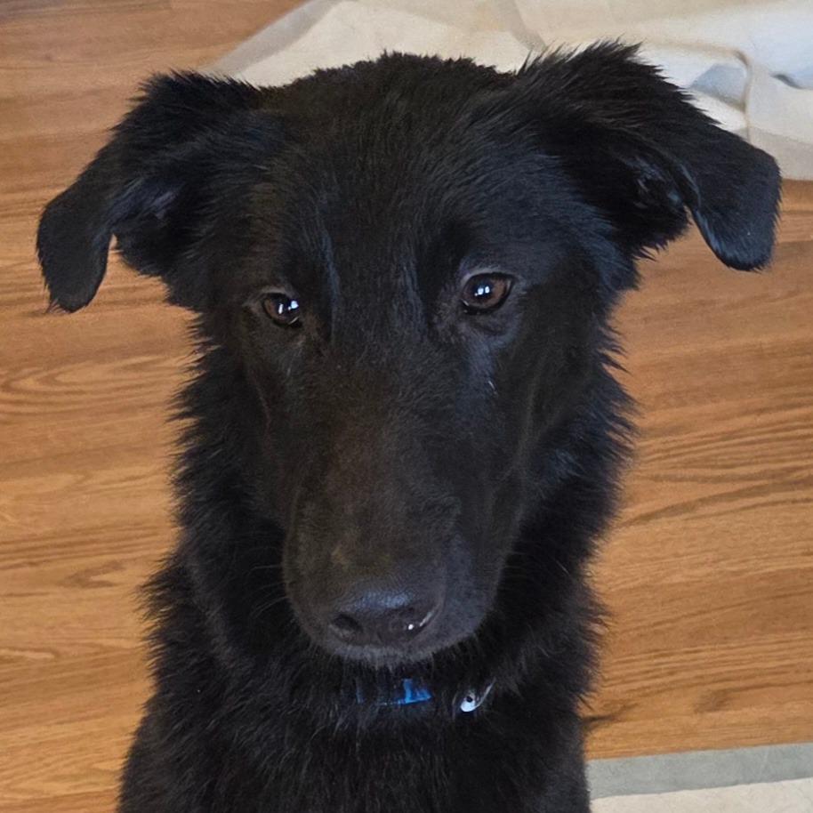 Enlarge Dayton, a Adoptable Mixed Breed in Huntsville, AL image 4/6