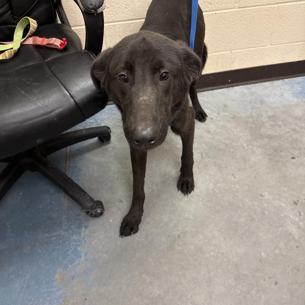 Enlarge Dayton, a Adoptable Mixed Breed in Huntsville, AL image 5/6