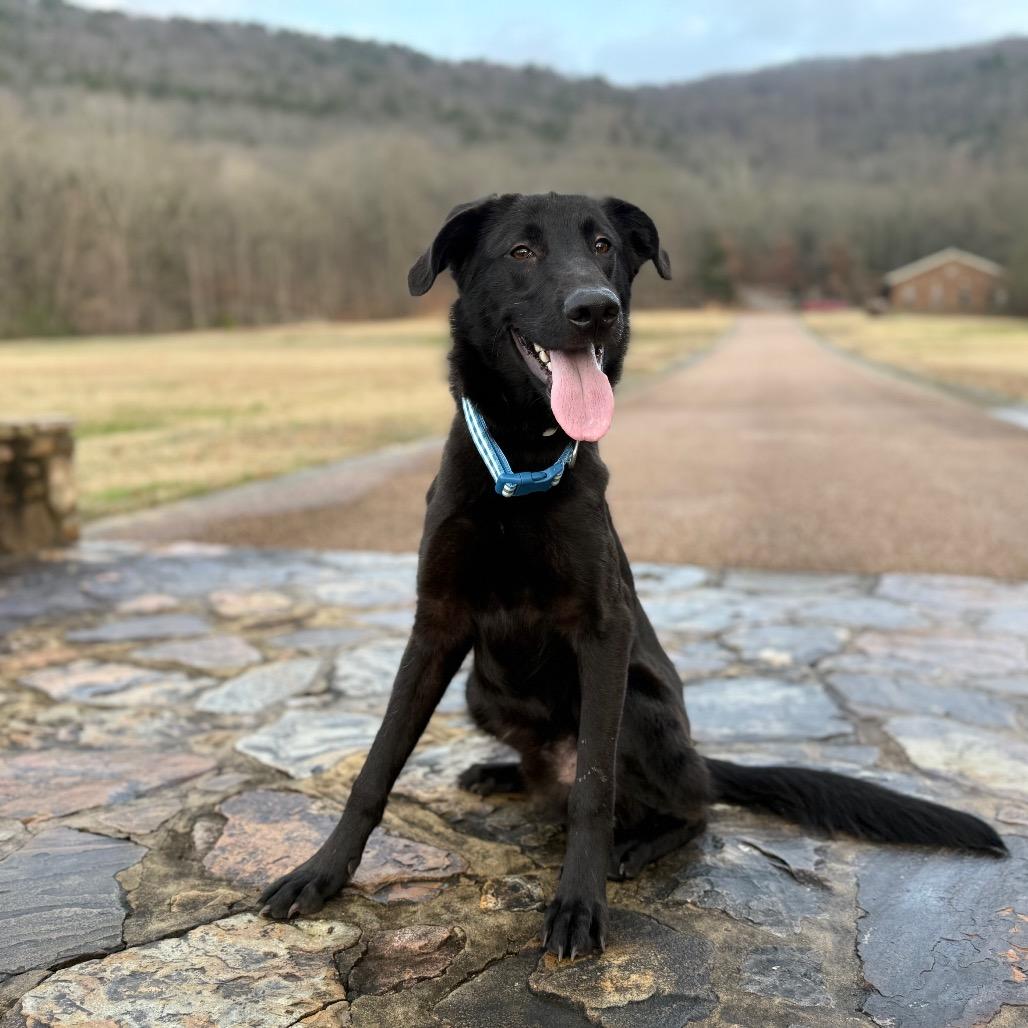 Enlarge Dayton, a Adoptable Mixed Breed in Huntsville, AL image 6/6