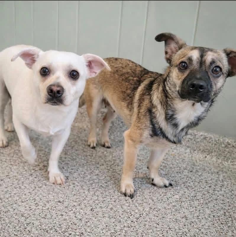 Angel & Sassy, a ADOPTABLE Chihuahua in Kingston, MA image 6/6