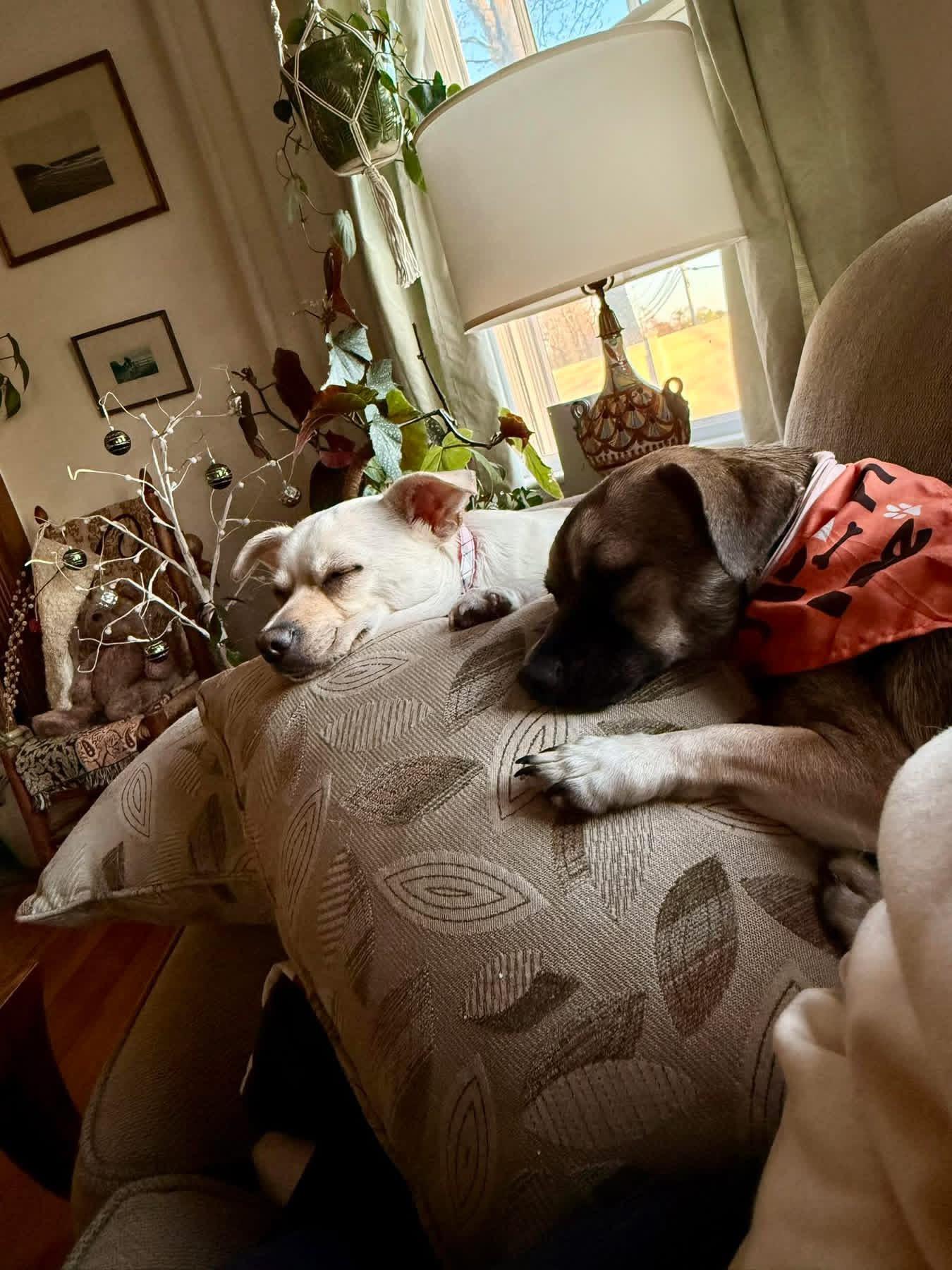 Angel & Sassy, a ADOPTABLE Chihuahua in Kingston, MA image 5/6