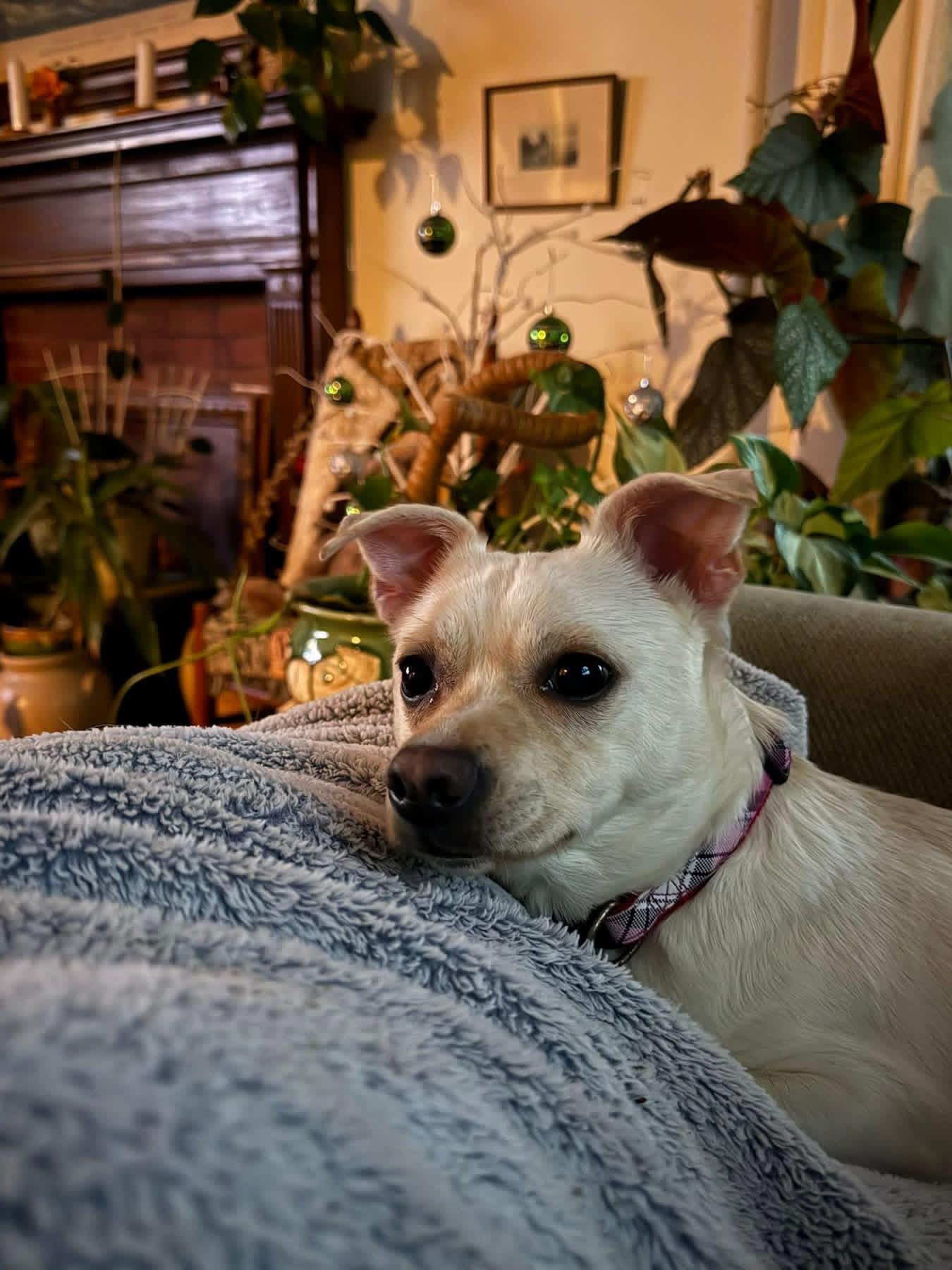 Angel & Sassy, a ADOPTABLE Chihuahua in Kingston, MA image 1/6
