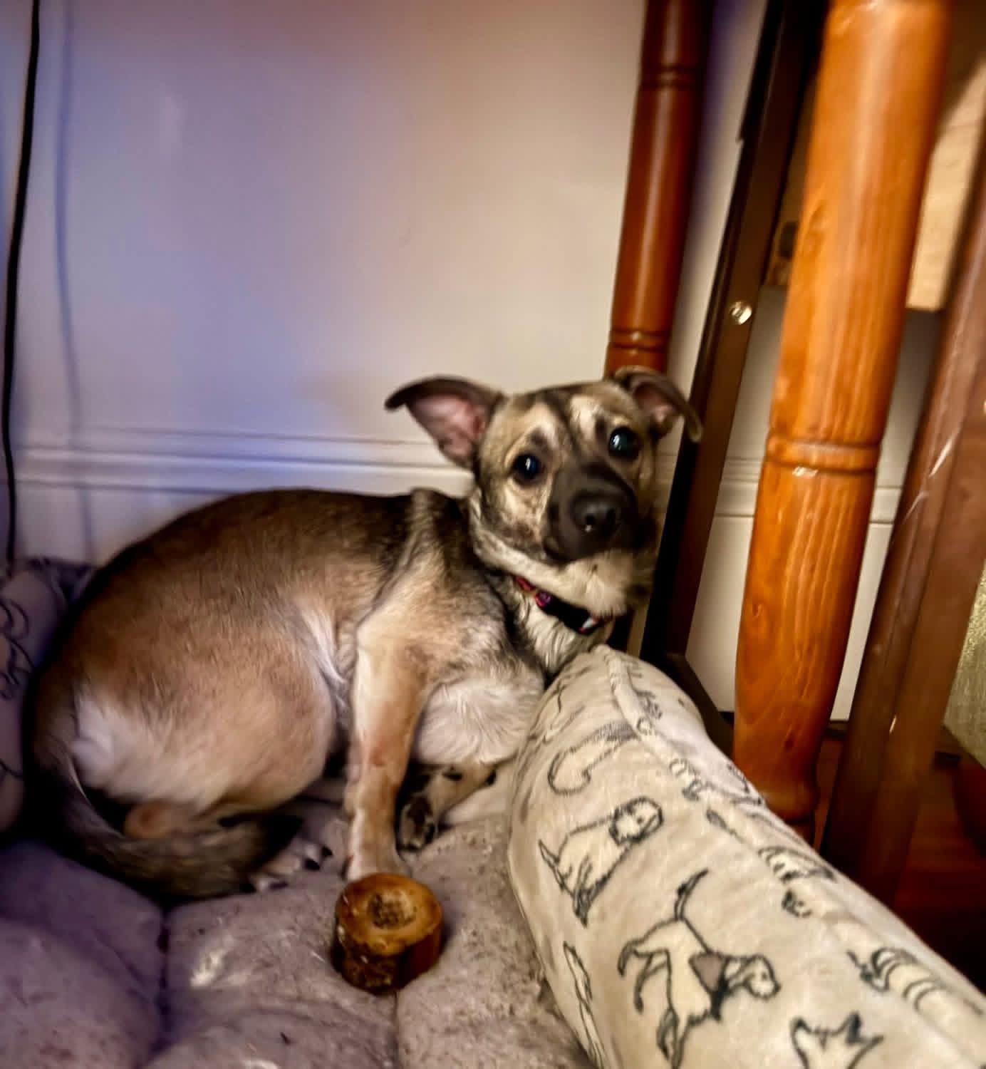 Angel & Sassy, a ADOPTABLE Chihuahua in Kingston, MA image 2/6