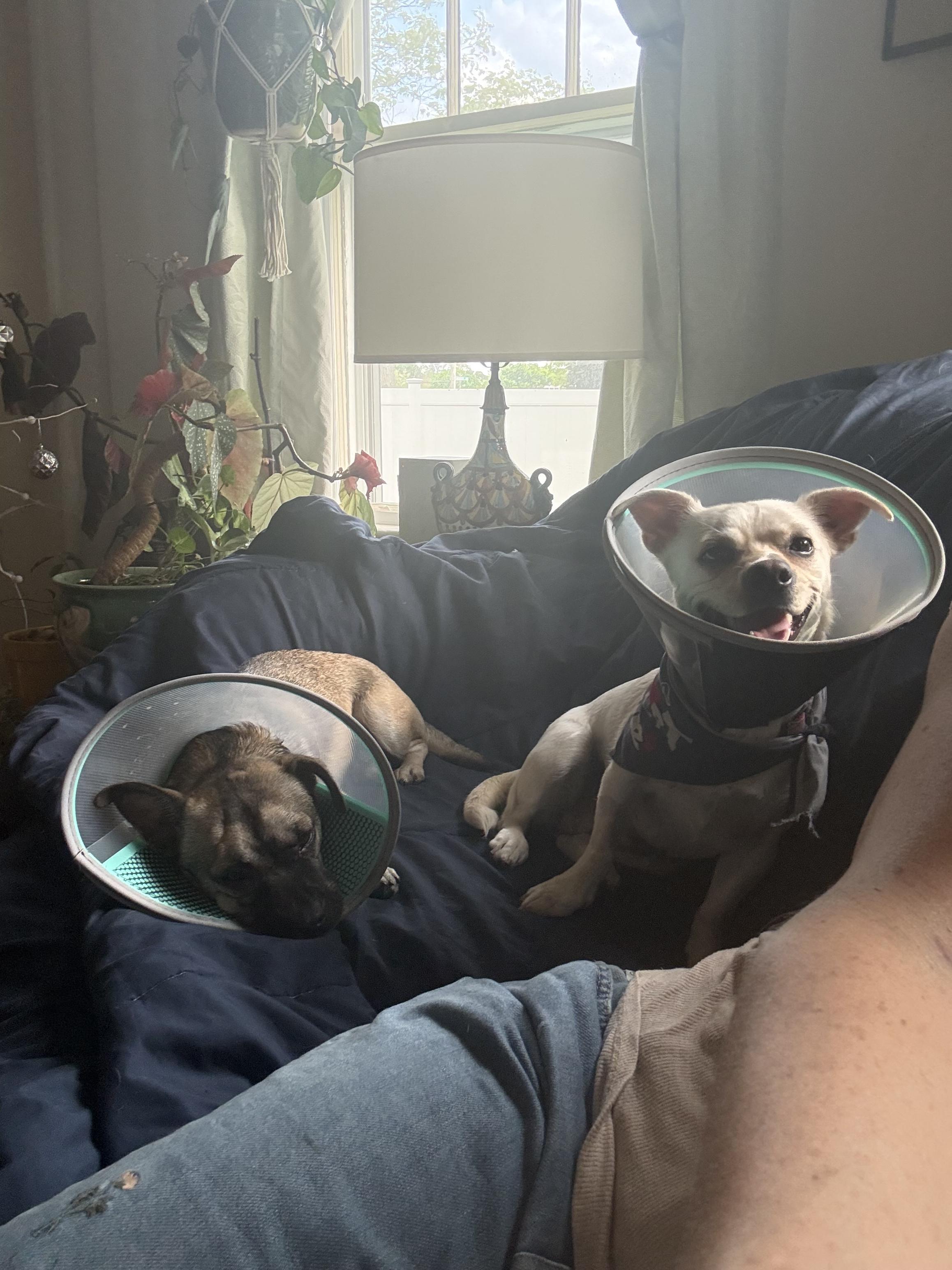 Angel & Sassy, a ADOPTABLE Chihuahua in Kingston, MA image 4/6