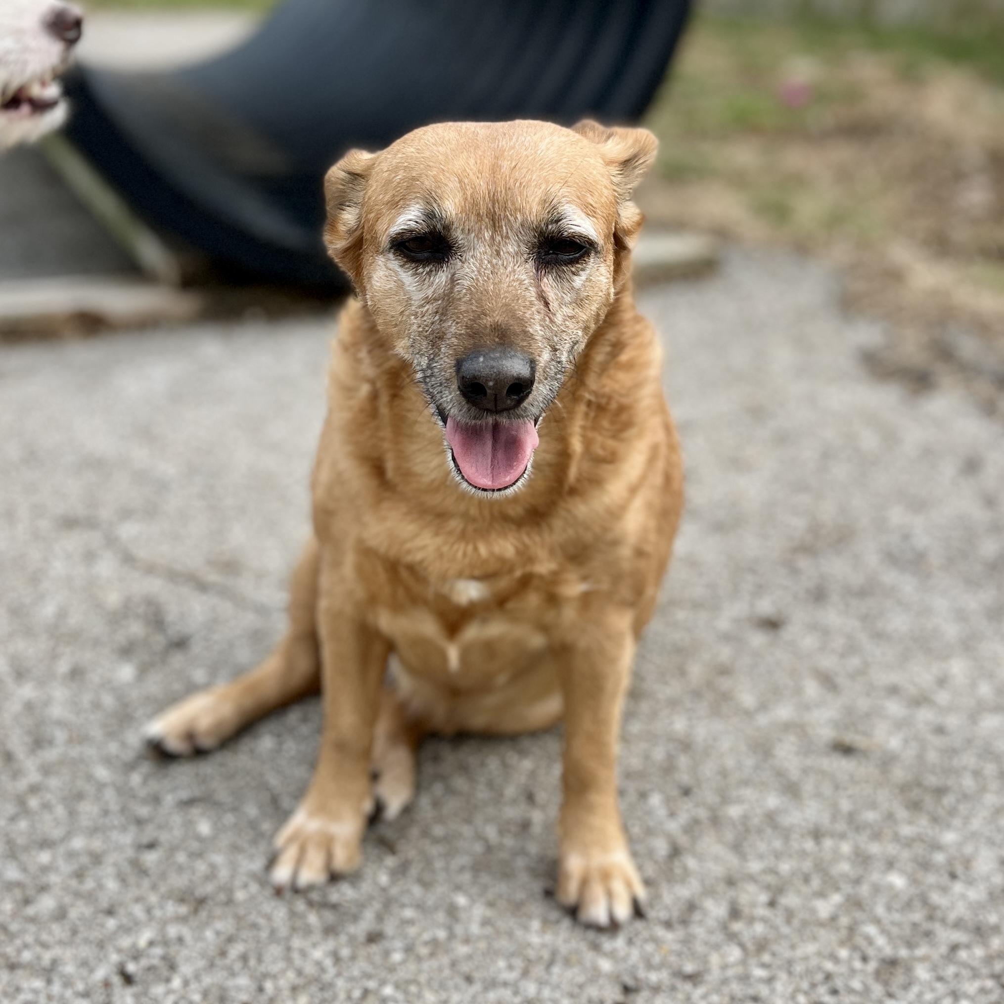 Enlarge Lucy , a ADOPTABLE mixed breed in Lexington, KY image 2/6