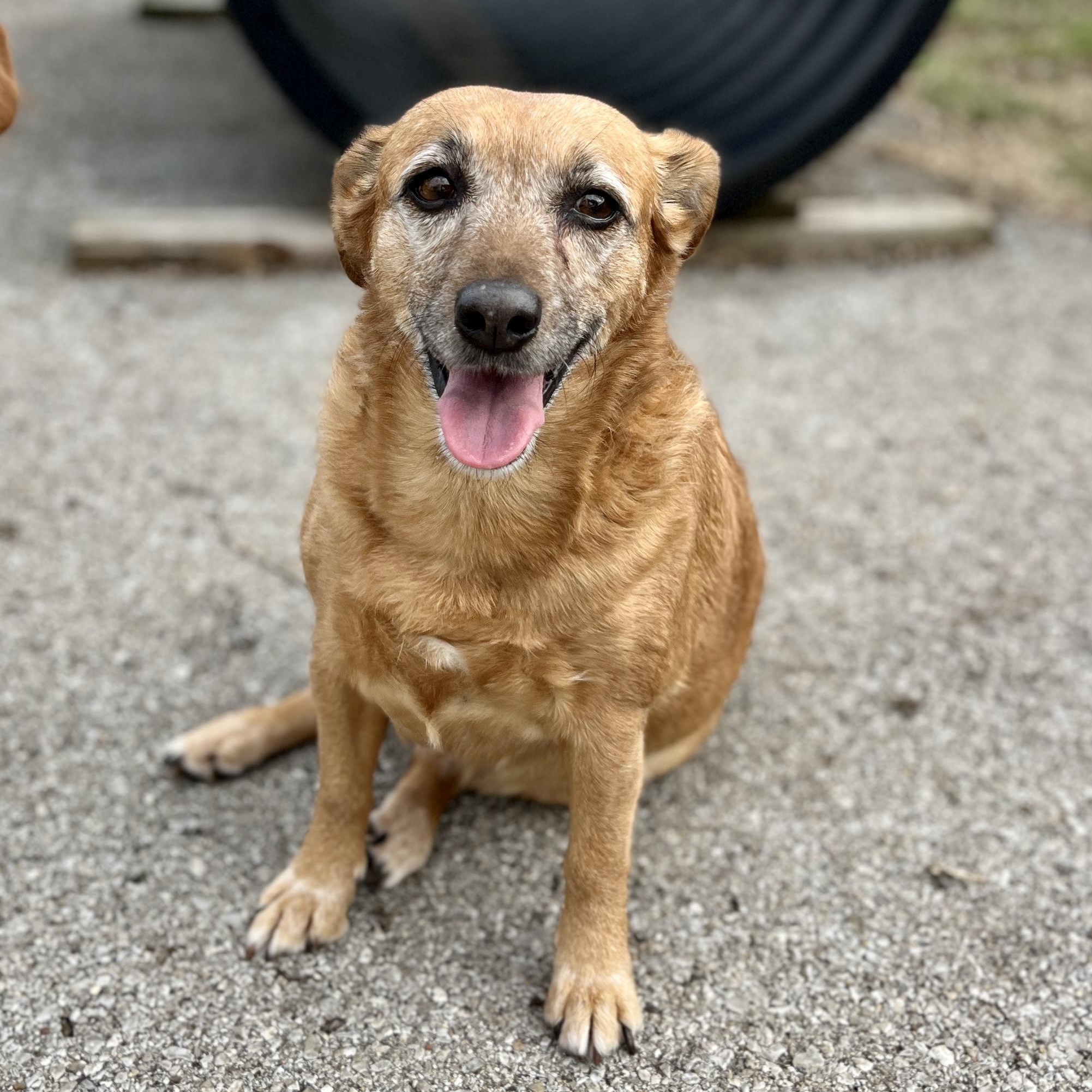 Enlarge Lucy , a ADOPTABLE mixed breed in Lexington, KY image 1/6