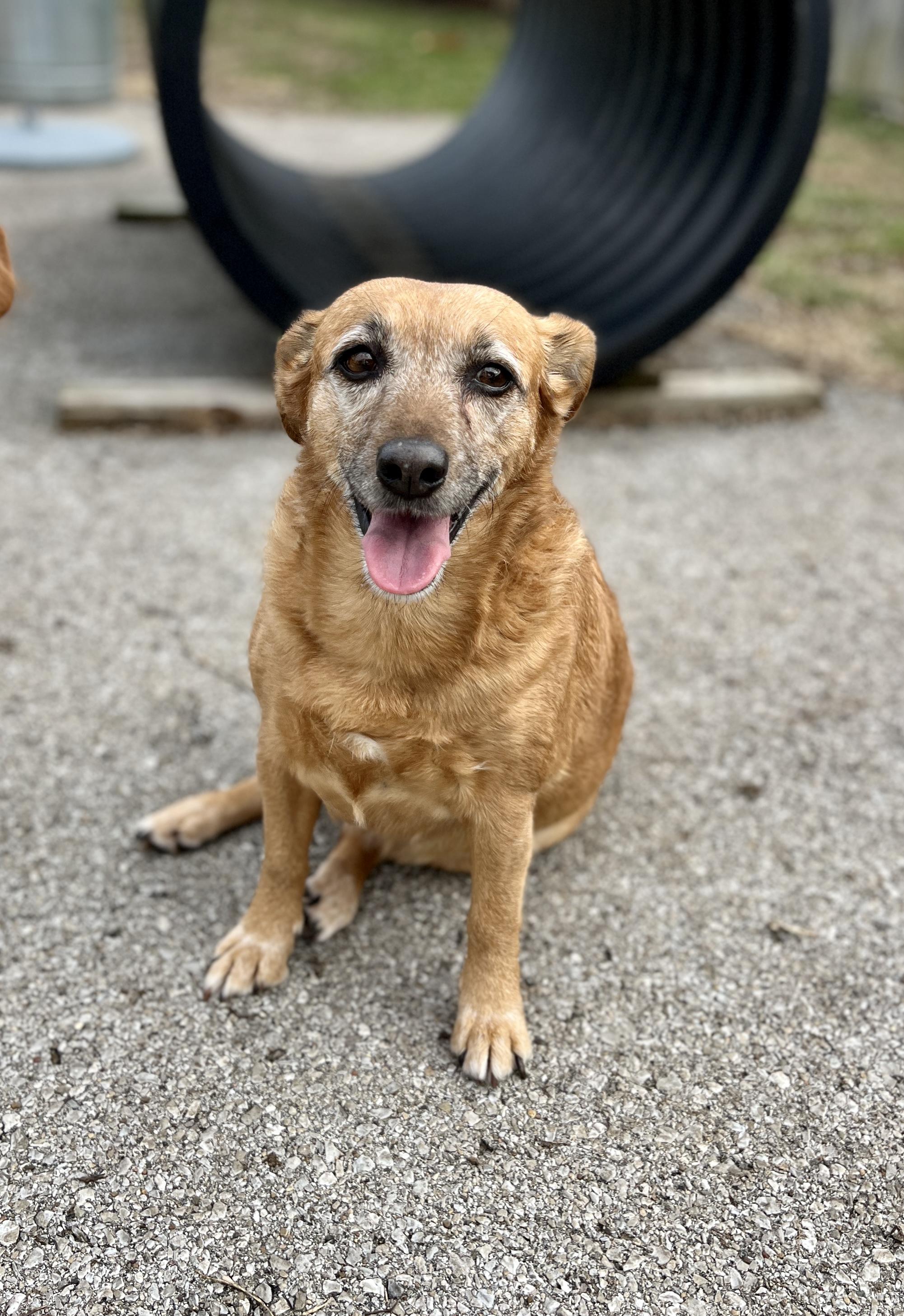 Enlarge Lucy , a ADOPTABLE mixed breed in Lexington, KY image 1/3