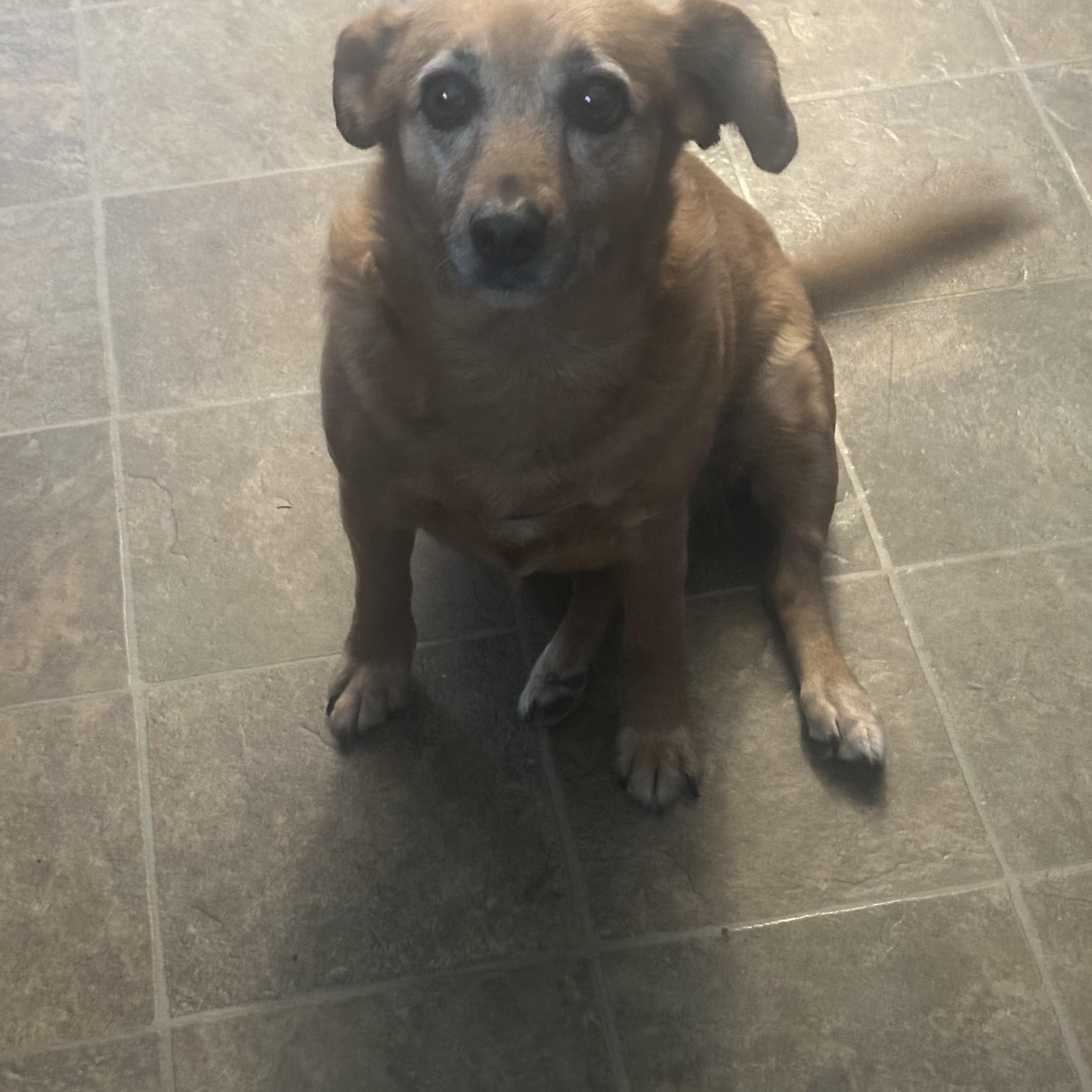 Enlarge Lucy , a ADOPTABLE mixed breed in Lexington, KY image 5/6